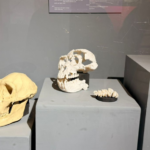 Universal Tours à la découverte de l’Éthiopie : Une immersion au cœur du patrimoine africain